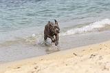 CANE CORSO 279
